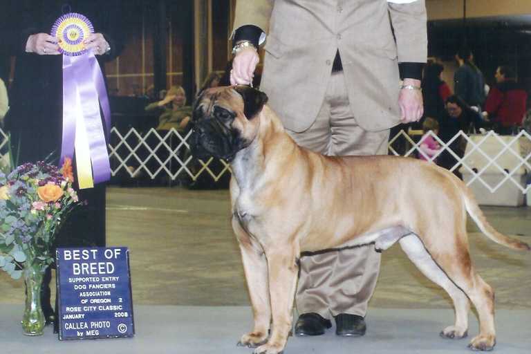 What Does Stud Mean For Dogs